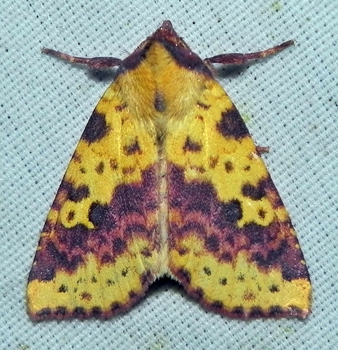 Pink-banded Sallow