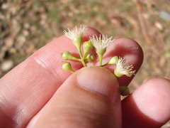 Eucalyptus youmanii