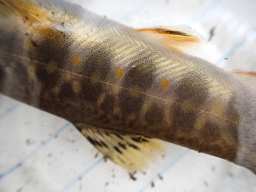 Brook Trout
