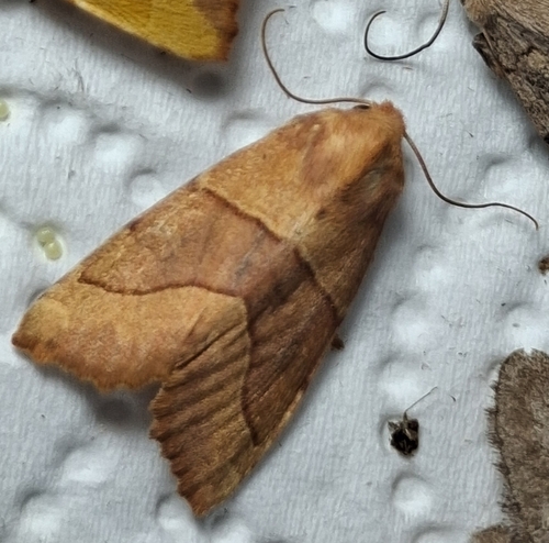Centre-barred Sallow
