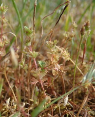 Alchemilla occidentalis