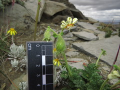 Blumenbachia prietea