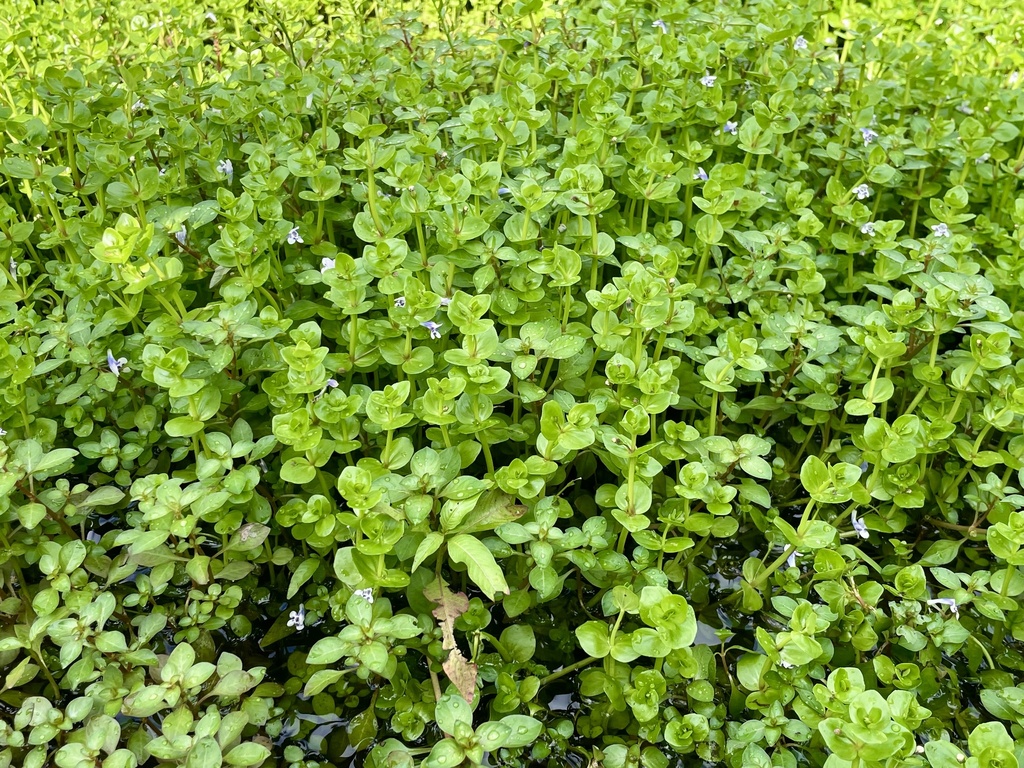 Lindernia rotundifolia; photograph (c) James Hardee, some rights reserved (CC BY)
