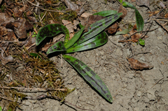 Orchis provincialis