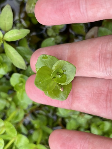 Lindernia rotundifolia, photograph 2