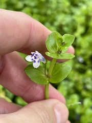 (c) James Hardee, some rights reserved (CC BY) Lindernia rotundifolia, photograph (c) James Hardee, some rights reserved (CC BY)