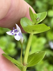 (c) James Hardee, some rights reserved (CC BY) Lindernia rotundifolia, photograph (c) James Hardee, some rights reserved (CC BY)