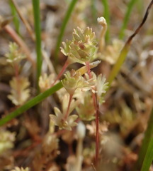 Alchemilla occidentalis