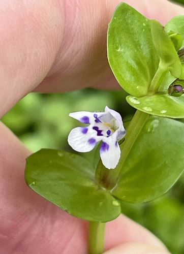 Lindernia rotundifolia, photograph 5