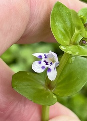 (c) James Hardee, some rights reserved (CC BY) Lindernia rotundifolia, photograph (c) James Hardee, some rights reserved (CC BY)