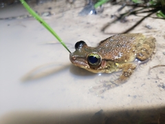 Osteocephalus taurinus