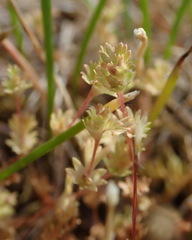 Alchemilla occidentalis