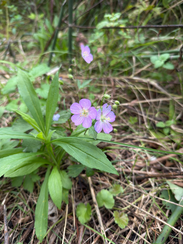 wild geranium