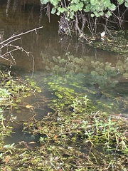 Limnophila sessiliflora