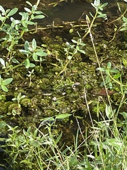 (c) James Hardee, some rights reserved (CC BY) Limnophila sessiliflora, photograph (c) James Hardee, some rights reserved (CC BY)