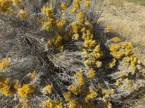 Rubber Rabbitbrush