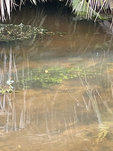 Limnophila sessiliflora, photograph 3
