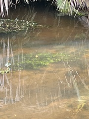 (c) James Hardee, some rights reserved (CC BY) Limnophila sessiliflora, photograph (c) James Hardee, some rights reserved (CC BY)