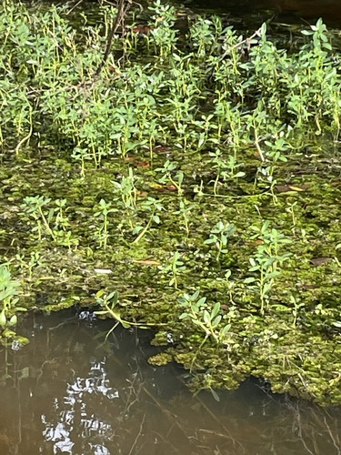 Limnophila sessiliflora, photograph 4