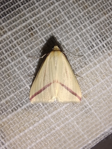 Vestal