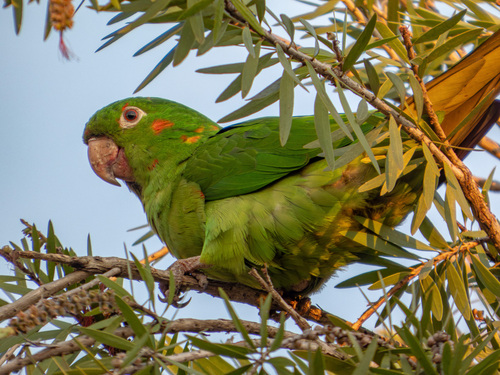 White-eyed Parakeet