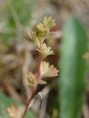 Alchemilla occidentalis