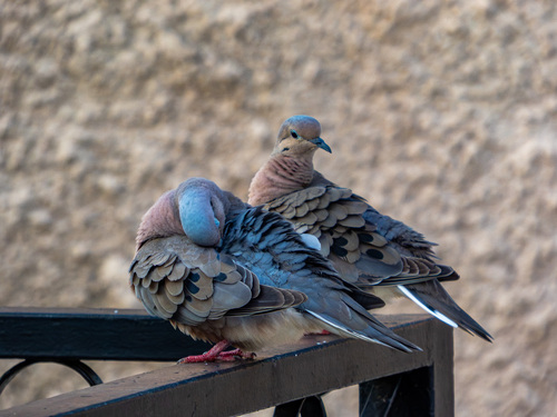 Eared Dove