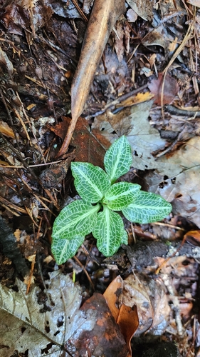 downy rattlesnake plantain