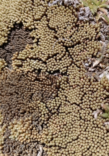 Pycnophyllum molle observed 2026-09-21