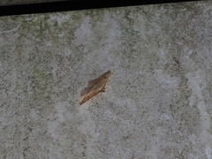 Entomopteryx rubridisca