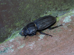 Dorcus miwai
