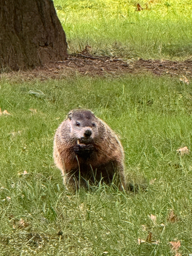 Groundhog