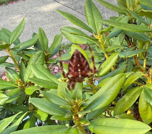 Cross Orbweaver