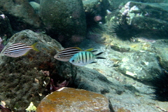 Abudefduf whitleyi
