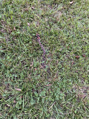 Eastern Hognose Snake