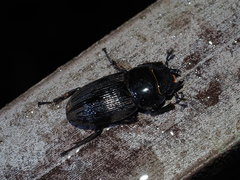 Dorcus miwai
