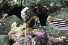 Chaetodon flavirostris