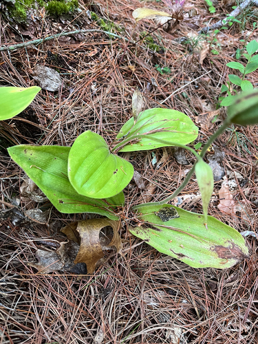 pink lady's slipper