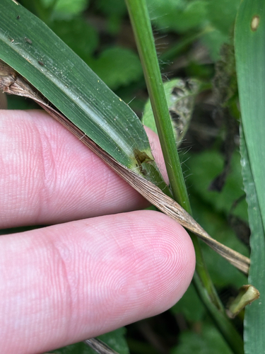 Paspalum pubiflorum, photograph 6