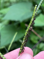 (c) Chris Stahl, some rights reserved (CC BY) Paspalum pubiflorum, photograph (c) Chris Stahl, some rights reserved (CC BY)