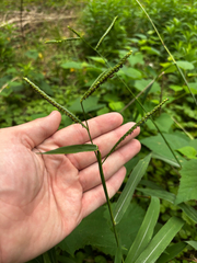 Paspalum pubiflorum