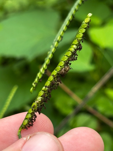 Paspalum pubiflorum, photograph 4