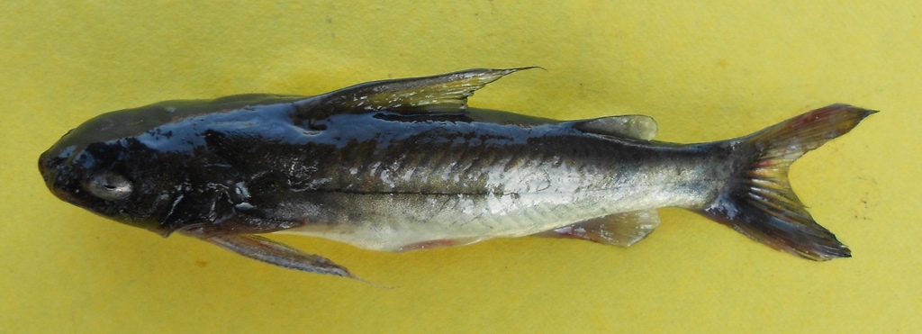 Golden rita (Rita chrysea) — Bagridae