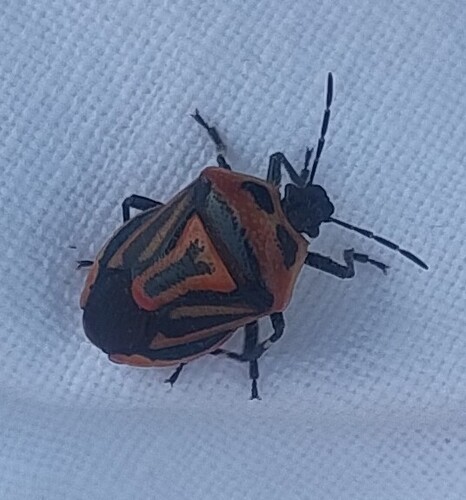 Two-spotted Stink Bug