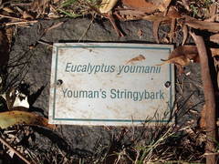 Eucalyptus youmanii