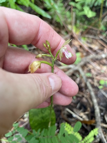 Monk Orchid