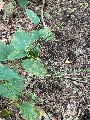 American jumpseed