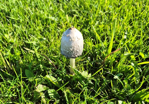 Shaggy Mane