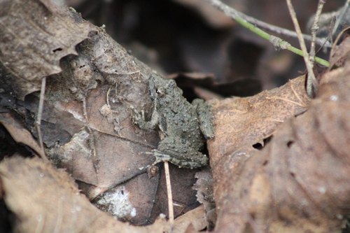 Blanchard's Cricket Frog