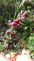 Epipactis helleborine tremolsii